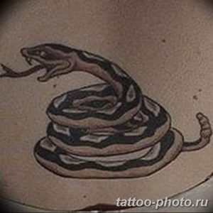 Фото рисунка тату змея 23.11.2018 №122 - snake tattoo photo - tattoo-photo.ru