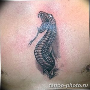 Фото рисунка тату змея 23.11.2018 №133 - snake tattoo photo - tattoo-photo.ru