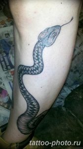 Фото рисунка тату змея 23.11.2018 №165 - snake tattoo photo - tattoo-photo.ru