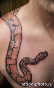 Фото рисунка тату змея 23.11.2018 №167 - snake tattoo photo - tattoo-photo.ru