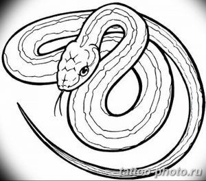 Фото рисунка тату змея 23.11.2018 №171 - snake tattoo photo - tattoo-photo.ru