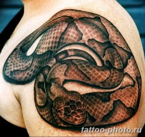 Фото рисунка тату змея 23.11.2018 №172 - snake tattoo photo - tattoo-photo.ru