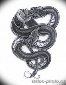 Фото рисунка тату змея 23.11.2018 №174 - snake tattoo photo - tattoo-photo.ru