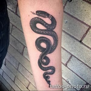Фото рисунка тату змея 23.11.2018 №176 - snake tattoo photo - tattoo-photo.ru