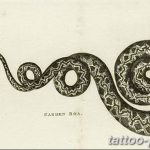 Фото рисунка тату змея 23.11.2018 №181 - snake tattoo photo - tattoo-photo.ru