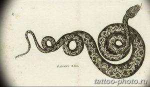 Фото рисунка тату змея 23.11.2018 №181 - snake tattoo photo - tattoo-photo.ru
