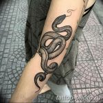 Фото рисунка тату змея 23.11.2018 №183 - snake tattoo photo - tattoo-photo.ru