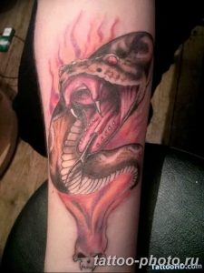 Фото рисунка тату змея 23.11.2018 №211 - snake tattoo photo - tattoo-photo.ru