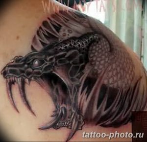 Фото рисунка тату змея 23.11.2018 №214 - snake tattoo photo - tattoo-photo.ru