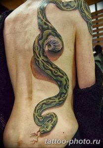 Фото рисунка тату змея 23.11.2018 №228 - snake tattoo photo - tattoo-photo.ru