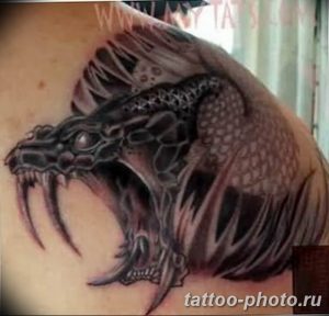 Фото рисунка тату змея 23.11.2018 №235 - snake tattoo photo - tattoo-photo.ru