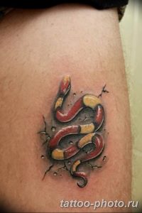 Фото рисунка тату змея 23.11.2018 №238 - snake tattoo photo - tattoo-photo.ru
