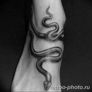 Фото рисунка тату змея 23.11.2018 №254 - snake tattoo photo - tattoo-photo.ru