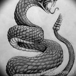 Фото рисунка тату змея 23.11.2018 №263 - snake tattoo photo - tattoo-photo.ru