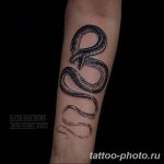 Фото рисунка тату змея 23.11.2018 №269 - snake tattoo photo - tattoo-photo.ru