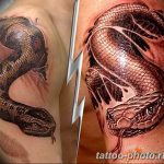 Фото рисунка тату змея 23.11.2018 №270 - snake tattoo photo - tattoo-photo.ru