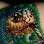 Фото рисунка тату змея 23.11.2018 №276 - snake tattoo photo - tattoo-photo.ru