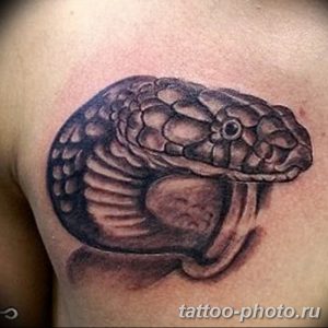 Фото рисунка тату змея 23.11.2018 №279 - snake tattoo photo - tattoo-photo.ru