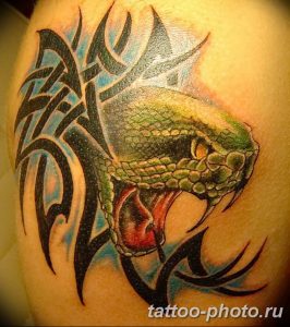 Фото рисунка тату змея 23.11.2018 №288 - snake tattoo photo - tattoo-photo.ru