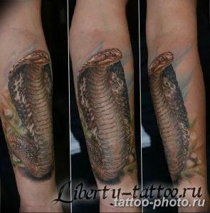 Фото рисунка тату змея 23.11.2018 №289 - snake tattoo photo - tattoo-photo.ru