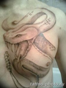 Фото рисунка тату змея 23.11.2018 №294 - snake tattoo photo - tattoo-photo.ru
