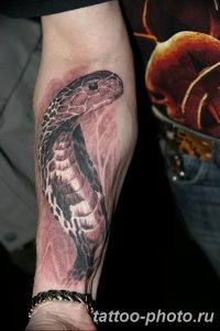 Фото рисунка тату змея 23.11.2018 №302 - snake tattoo photo - tattoo-photo.ru