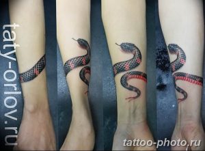 Фото рисунка тату змея 23.11.2018 №303 - snake tattoo photo - tattoo-photo.ru