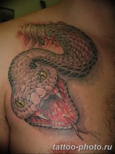 Фото рисунка тату змея 23.11.2018 №309 - snake tattoo photo - tattoo-photo.ru