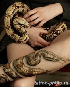 Фото рисунка тату змея 23.11.2018 №311 - snake tattoo photo - tattoo-photo.ru