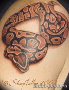 Фото рисунка тату змея 23.11.2018 №317 - snake tattoo photo - tattoo-photo.ru