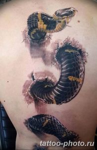 Фото рисунка тату змея 23.11.2018 №345 - snake tattoo photo - tattoo-photo.ru