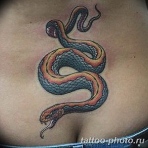 Фото рисунка тату змея 23.11.2018 №349 - snake tattoo photo - tattoo-photo.ru