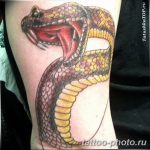 Фото рисунка тату змея 23.11.2018 №350 - snake tattoo photo - tattoo-photo.ru