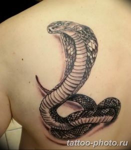 Фото рисунка тату змея 23.11.2018 №352 - snake tattoo photo - tattoo-photo.ru