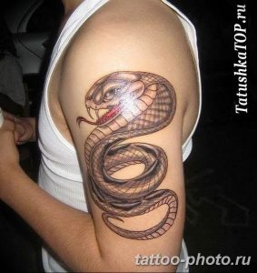 Фото рисунка тату змея 23.11.2018 №364 - snake tattoo photo - tattoo-photo.ru