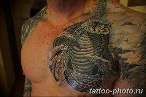 Фото рисунка тату змея 23.11.2018 №368 - snake tattoo photo - tattoo-photo.ru
