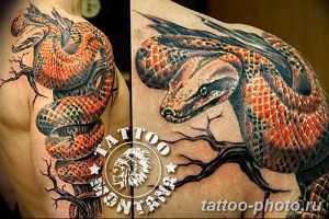 Фото рисунка тату змея 23.11.2018 №370 - snake tattoo photo - tattoo-photo.ru