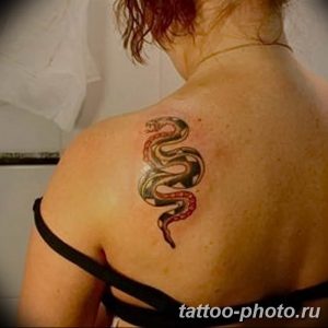 Фото рисунка тату змея 23.11.2018 №378 - snake tattoo photo - tattoo-photo.ru