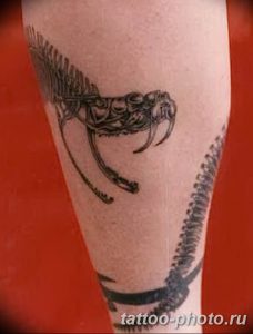 Фото рисунка тату змея 23.11.2018 №381 - snake tattoo photo - tattoo-photo.ru