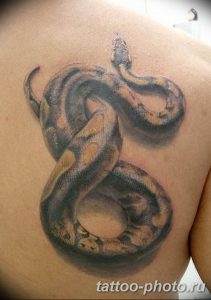 Фото рисунка тату змея 23.11.2018 №391 - snake tattoo photo - tattoo-photo.ru
