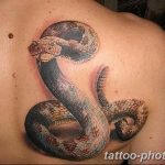 Фото рисунка тату змея 23.11.2018 №392 - snake tattoo photo - tattoo-photo.ru