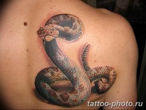 Фото рисунка тату змея 23.11.2018 №392 - snake tattoo photo - tattoo-photo.ru