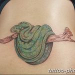 Фото рисунка тату змея 23.11.2018 №393 - snake tattoo photo - tattoo-photo.ru