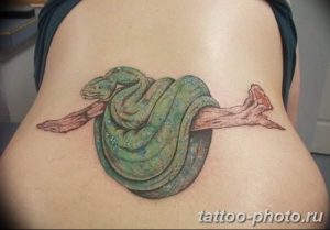 Фото рисунка тату змея 23.11.2018 №393 - snake tattoo photo - tattoo-photo.ru