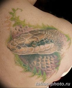 Фото рисунка тату змея 23.11.2018 №394 - snake tattoo photo - tattoo-photo.ru