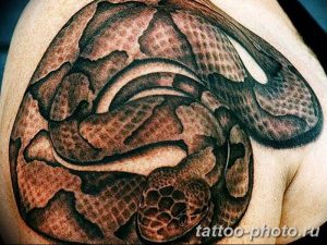 Фото рисунка тату змея 23.11.2018 №396 - snake tattoo photo - tattoo-photo.ru