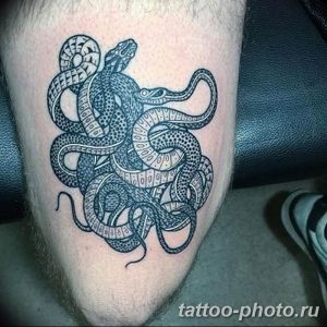 Фото рисунка тату змея 23.11.2018 №401 - snake tattoo photo - tattoo-photo.ru