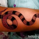 Фото рисунка тату змея 23.11.2018 №405 - snake tattoo photo - tattoo-photo.ru