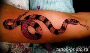 Фото рисунка тату змея 23.11.2018 №405 - snake tattoo photo - tattoo-photo.ru