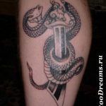 Фото рисунка тату змея 23.11.2018 №422 - snake tattoo photo - tattoo-photo.ru